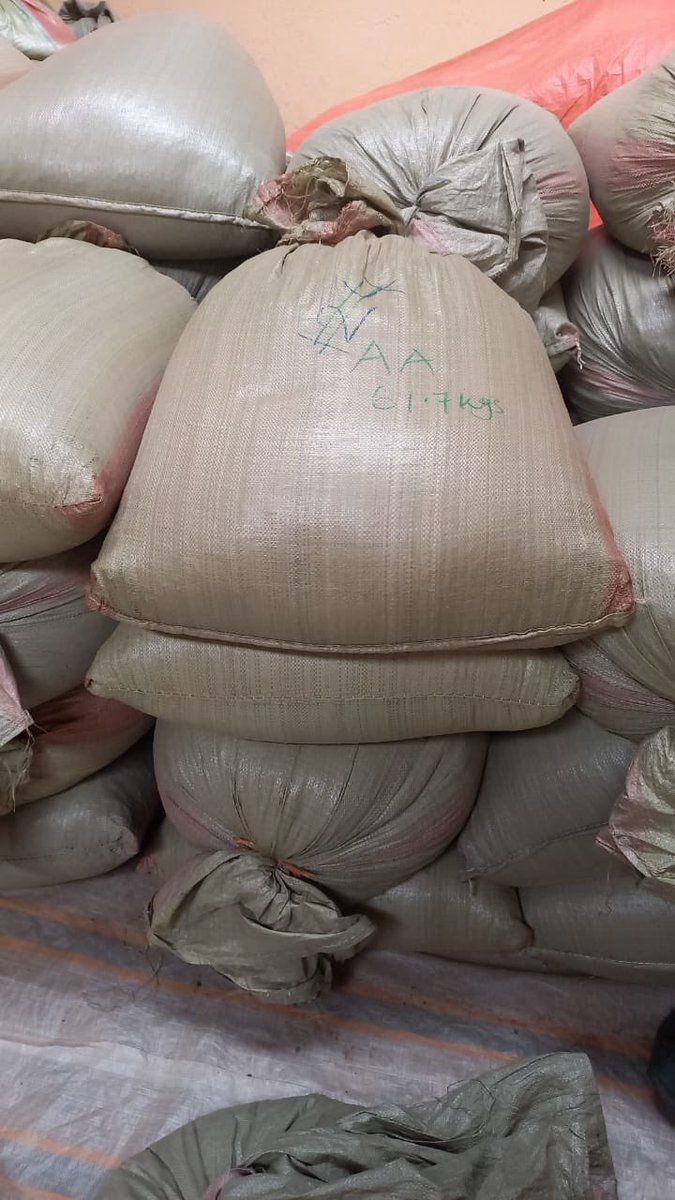 I scored 150 pounds of unroasted coffee beans from Sipi falls. Primo beans and can’t wait to roast the first batch.