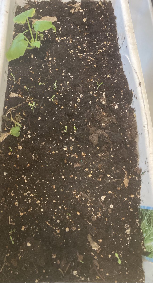 #plantaseed my little garden is starting to sprout. ❤️🧚🏻🌱I’ve even killed a few already 🙁