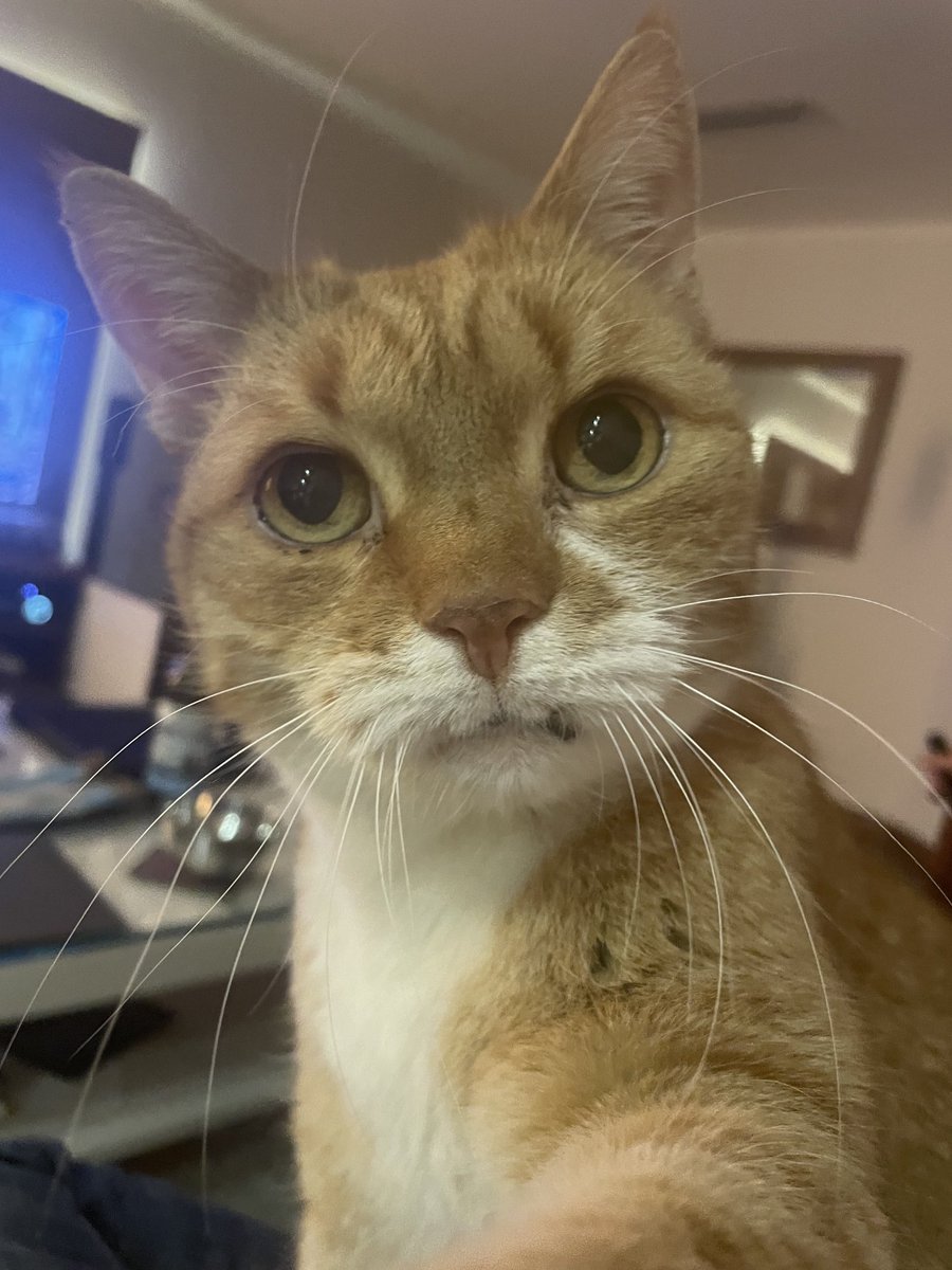TycjanC's tweet photo. ‘How much longer do I have to wait for my dinner?’ #GinjaBoiz #CatsOfTwitter #BigGinge https://t.co/fMXkJhlQ7n