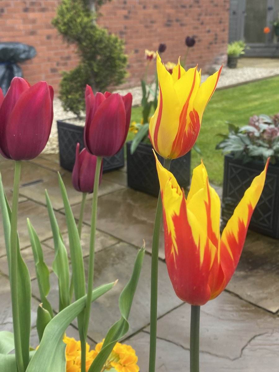 CaroWoo6's tweet photo. @GWandShows Tulips seem late this year but were worth the wait @GWandShows https://t.co/LkUjm4vSK7