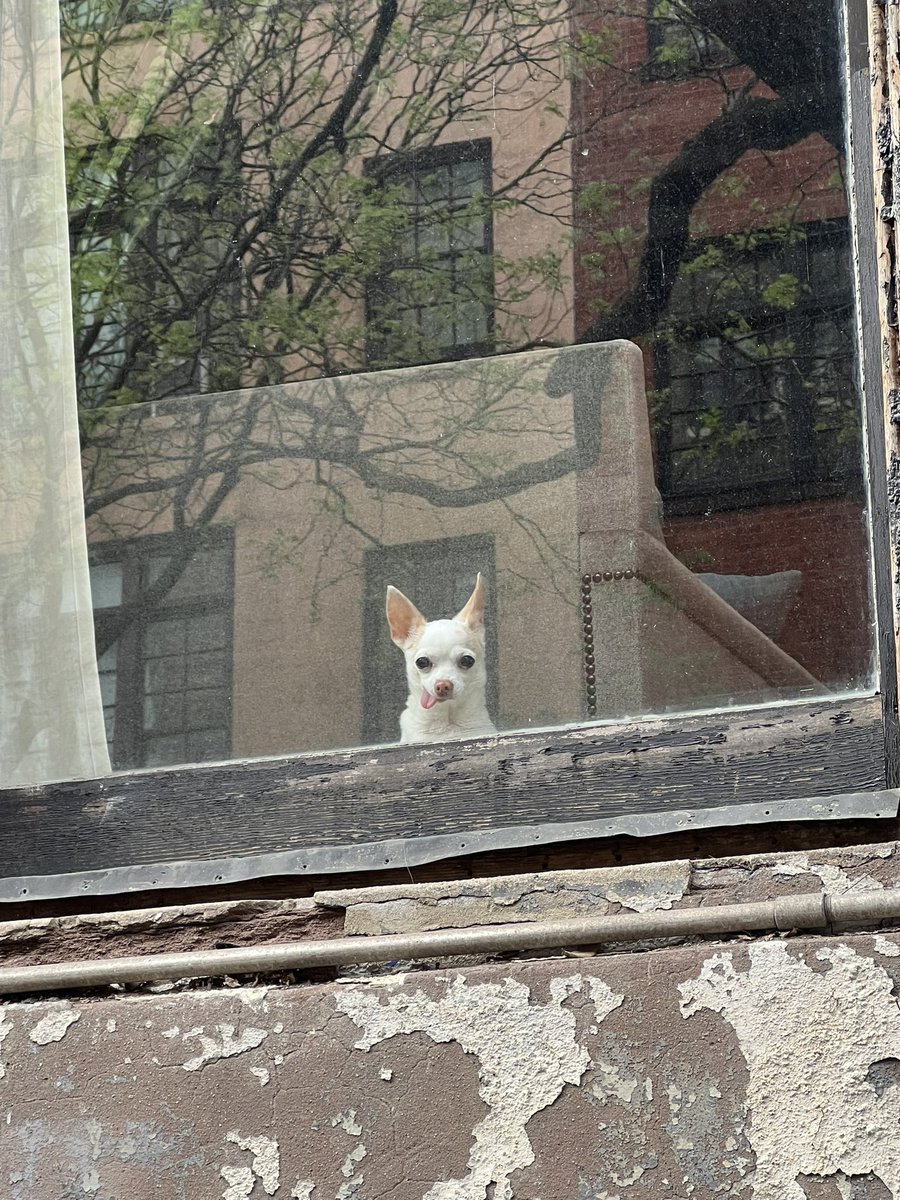 gracecamille_'s tweet photo. look at this dog. I am giggling like a madman maybe life is worth living https://t.co/Fv2CT30CZH