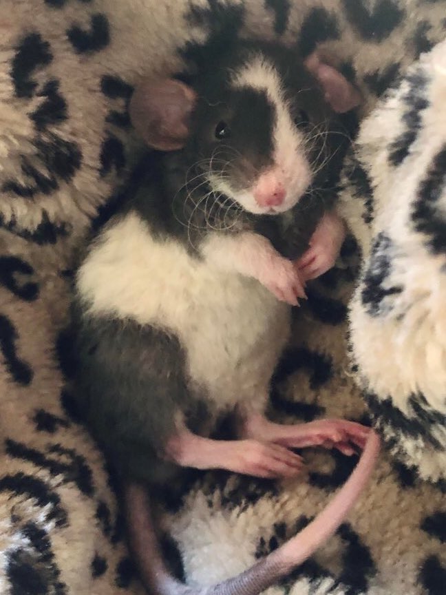 LegalizeRats's tweet photo. little rats ✨ https://t.co/dbBH38Boln