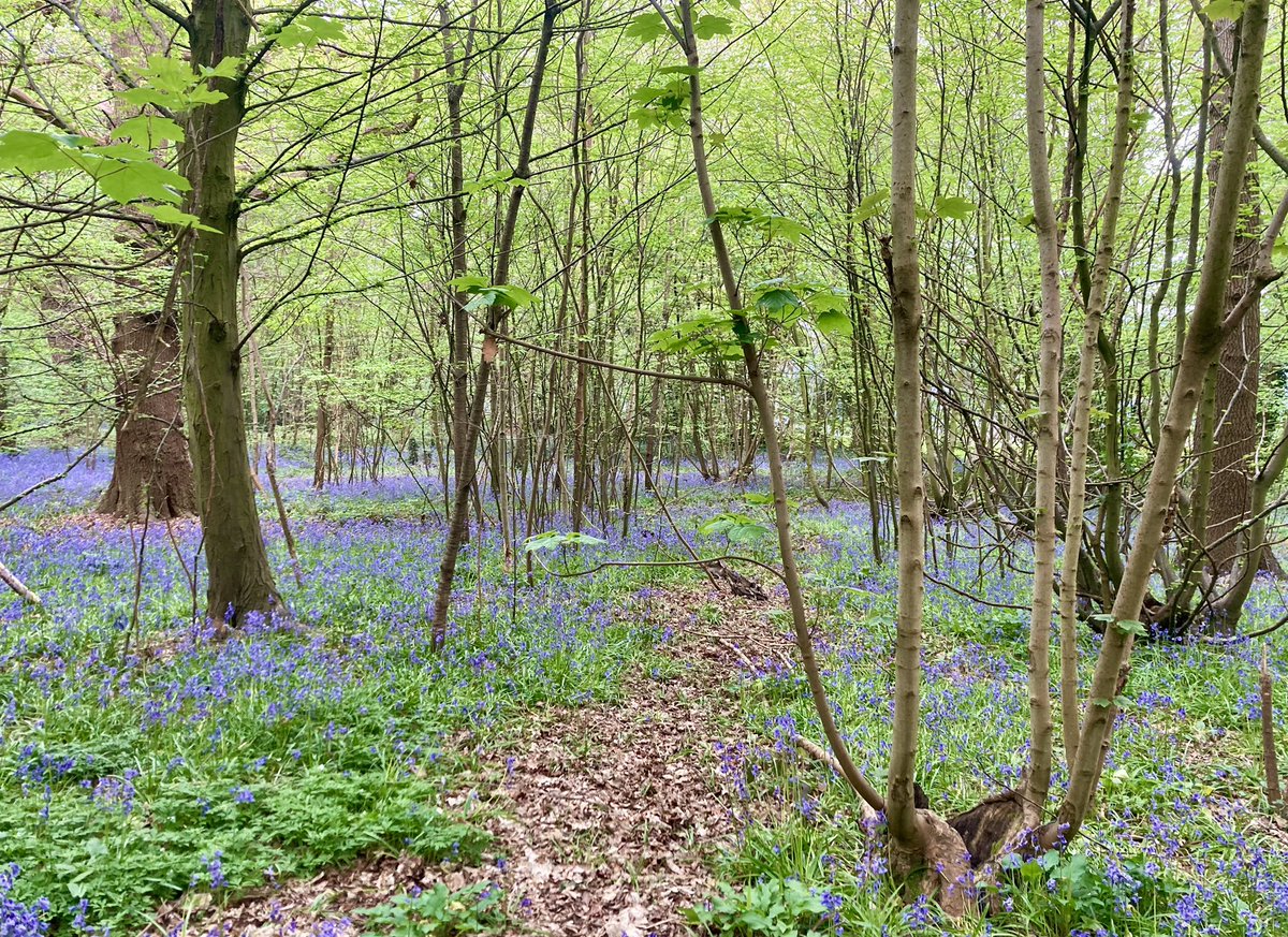 Bluebells at Hazel Grove woods on the College Lane campus today.  Lunchtime walk for the Big Team Challenge! <a href="/UniofHerts/">University of Hertfordshire</a> <a href="/BigTeamApps/">Big Team Challenge</a> #OVCHotSteppers