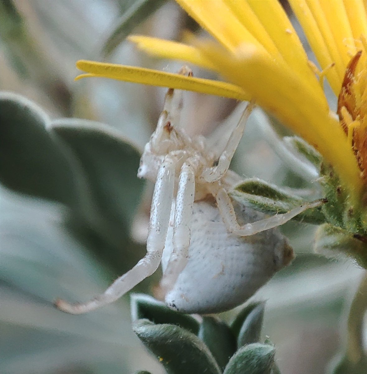 SembrandoLZ's tweet photo. Buenas noches, seres del huerto #Argiope #Thomisus https://t.co/qdh4RO77V3