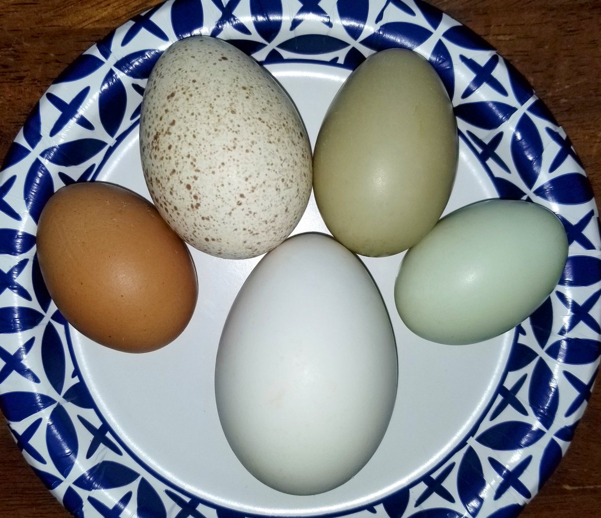 Emily Stepp tweet media