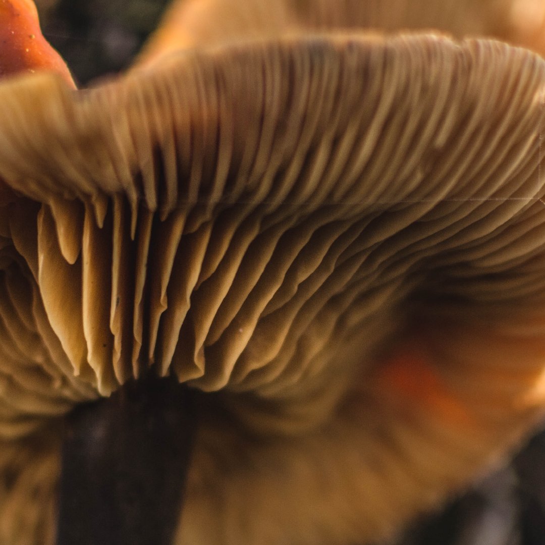Lion’s Mane mushroom is a true superfood

This edible mushroom is a neurogenic powerhouse as it supports

- NGF levels
- Neurite outgrowth
- Neuronal myelination

But did you know it also: 

- Modulates circadian rhythm
- Supports GI system
- Downregulates dynorphin system
