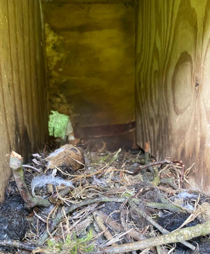 Daphne Shackleton tweet media