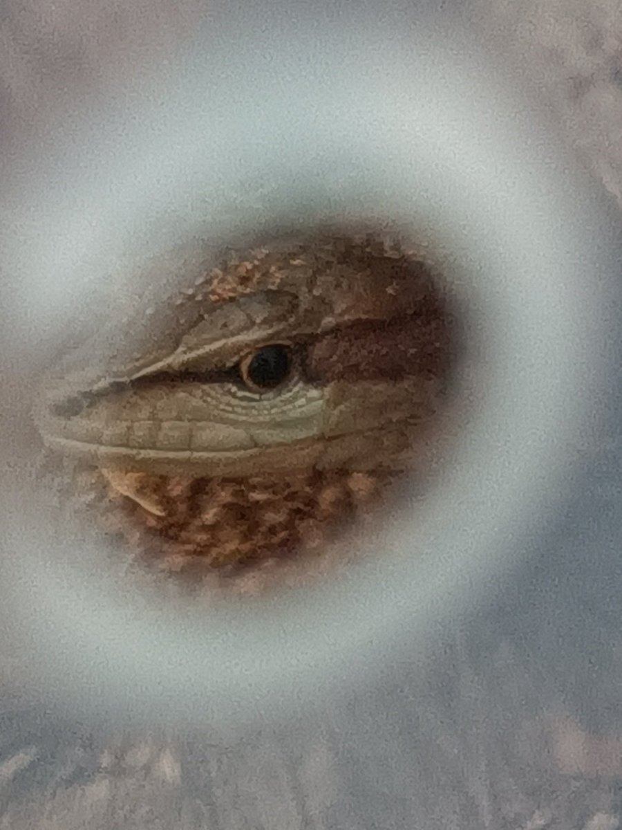 过完冬的狗剩（难绷，大清早咬什么啊，啊啊