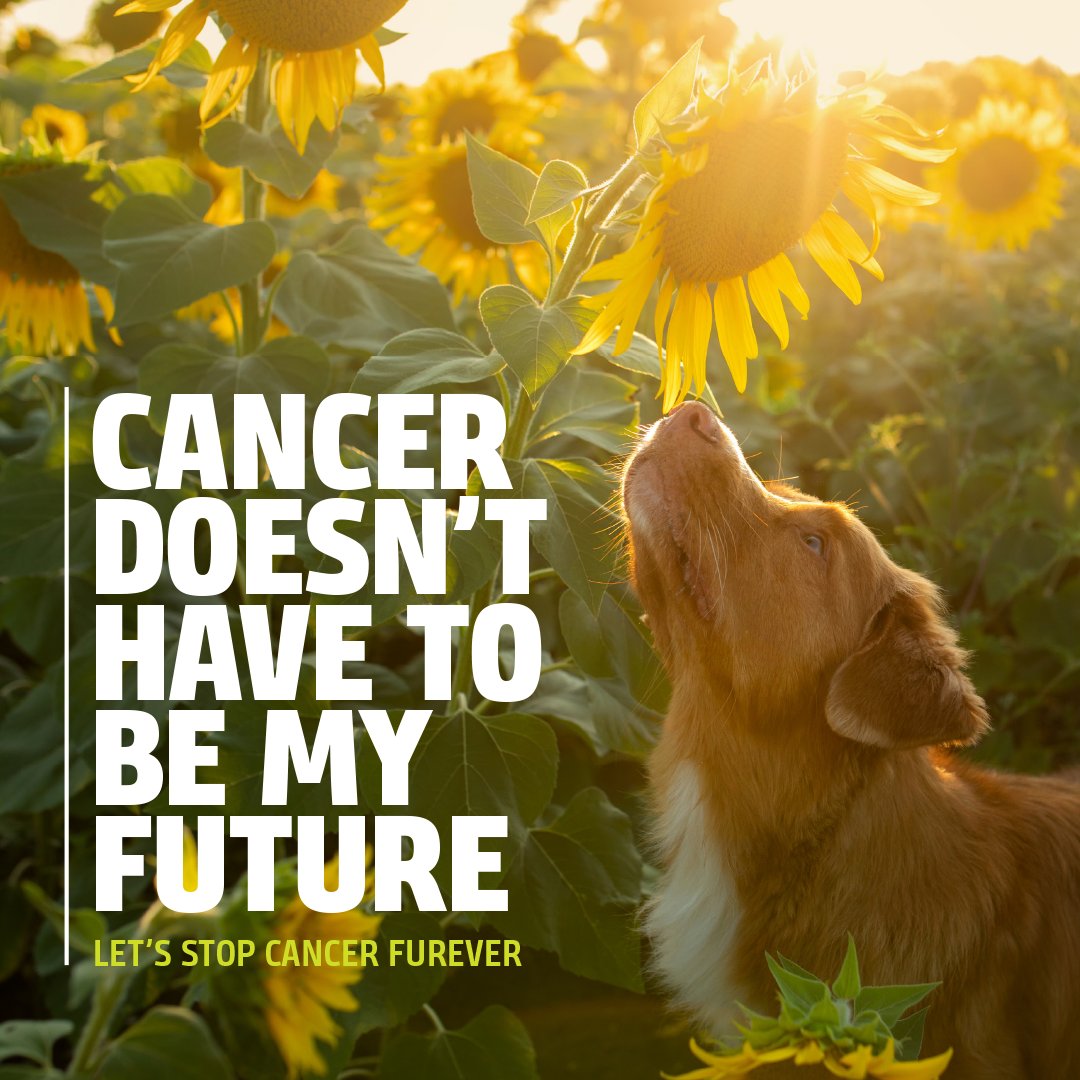Right now, you have a chance to make an even bigger impact helping the animals you love because we’re doubling all donations, up to $100,000, thanks to a generous match from @petcolove and @bluebuffalo! Join us today to Stop Cancer Furever: maf.link/SCF23-TW1