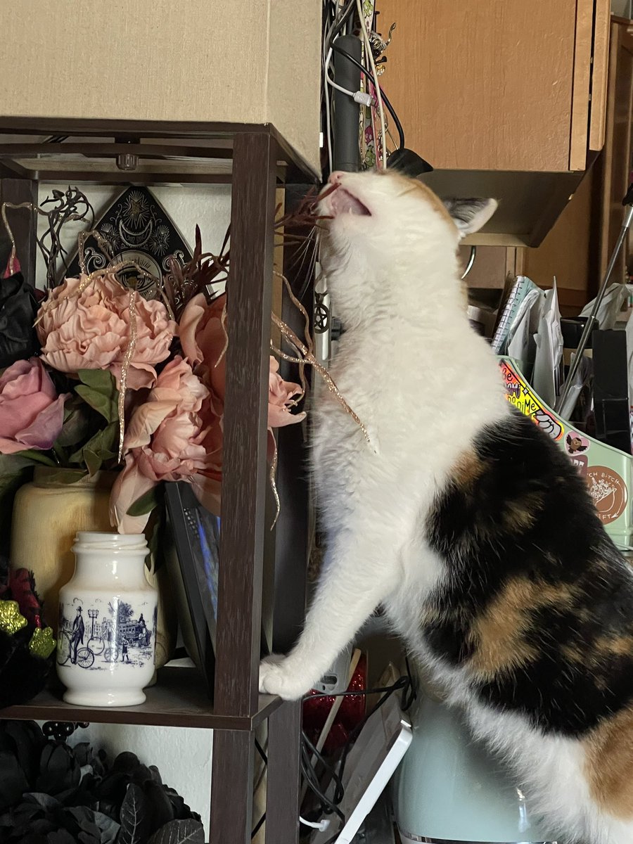 thatonelady87's tweet photo. My coworker bit me and then tried to eat my fake flowers. #remoteworkissues #CatsOfTwitter https://t.co/Eby6ZEA3II