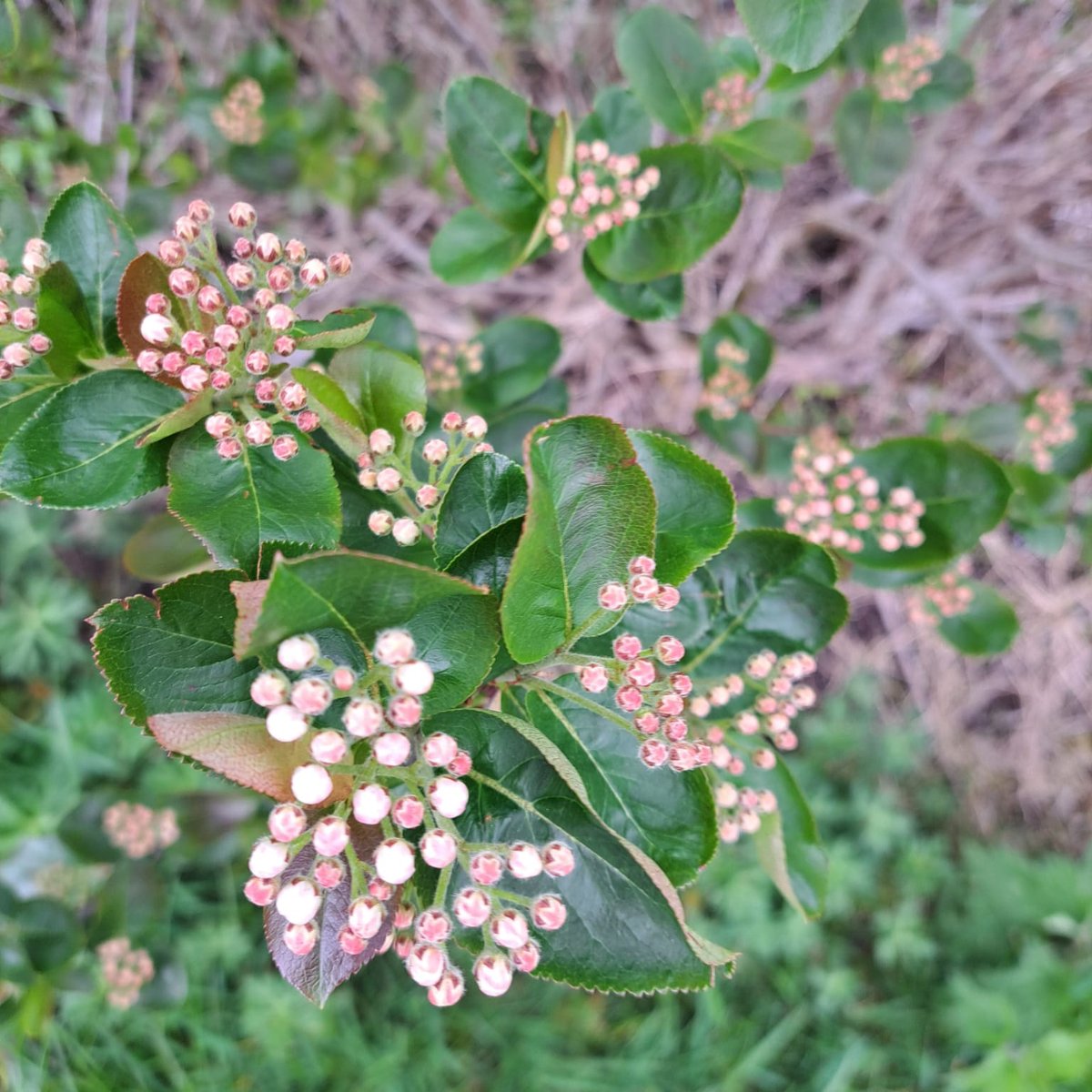 Photo taken today (2nd May) showing how the 2023 English Aronia Berry crop is slowly forming, not long till fields of blossom!

No filter needed when it comes to Mother Nature!

#aroniaberries #britishgrown #kent