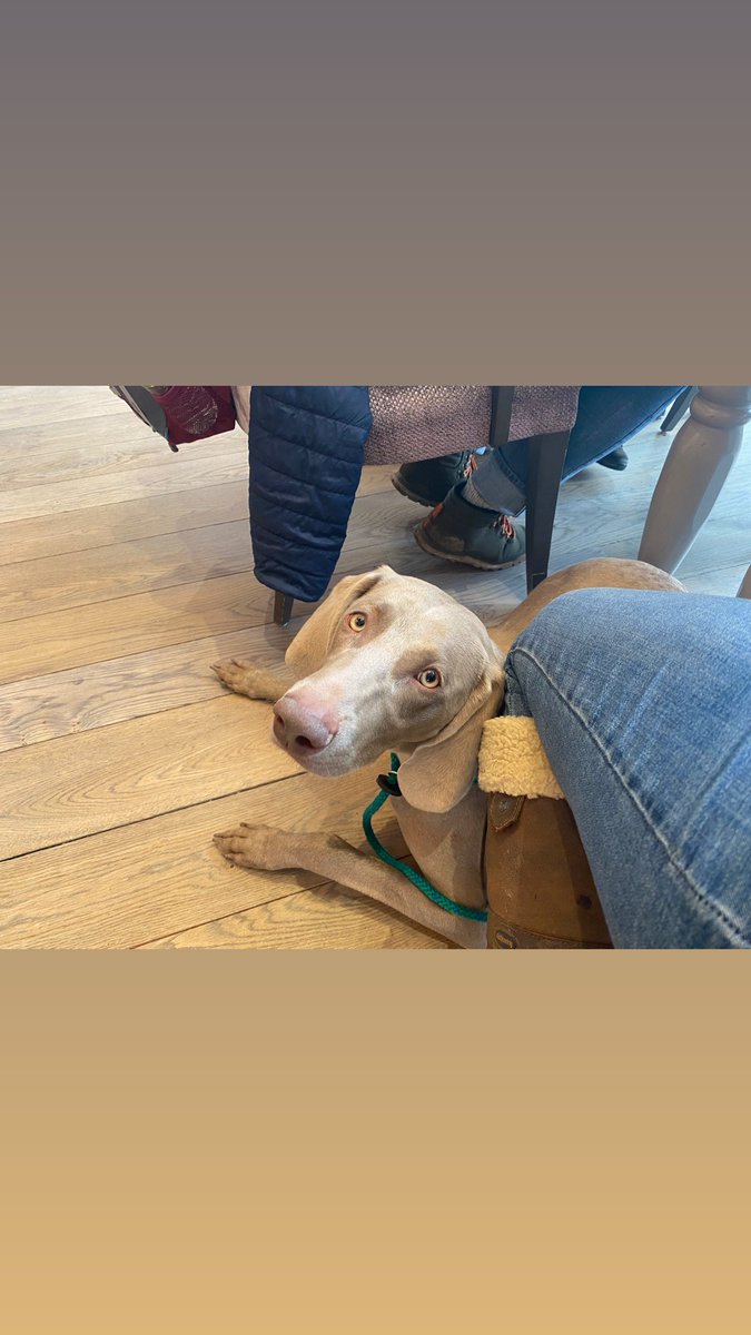 lynnslabs's tweet photo. Bank holiday fun #weimaraner #lakedistrict #glenridding #dogsoftwitter #cumbria #workingdog #memories https://t.co/a4mIs4KfUw