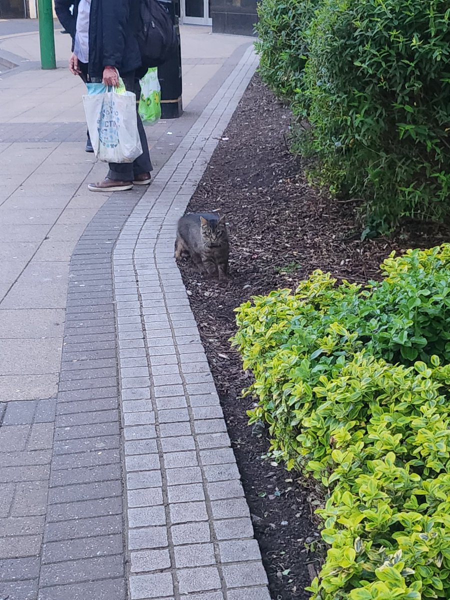 Anyone in Birmingham lost this cat. Friendly but skittish. Right in the city center by the Wesleyan. No luck coaxing her in she's hiding in the bushes. Calling Rspca to report but can use some help/ideas #Birmingham #lostcats #cat @StrayCatsWM @BirminghamCats
Help please