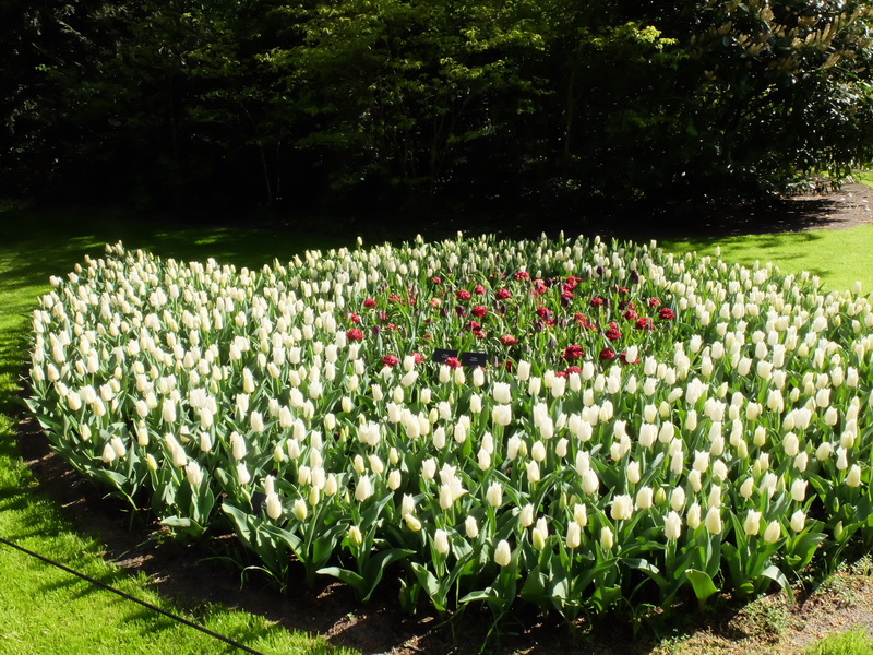 This beauty, Suomi100 tulip, is now blooming in #Keukenhof 🇳🇱 together with dark #tulips! #spring #lente <a href="/Maveridge_IntBV/">Maveridge Int. BV</a>