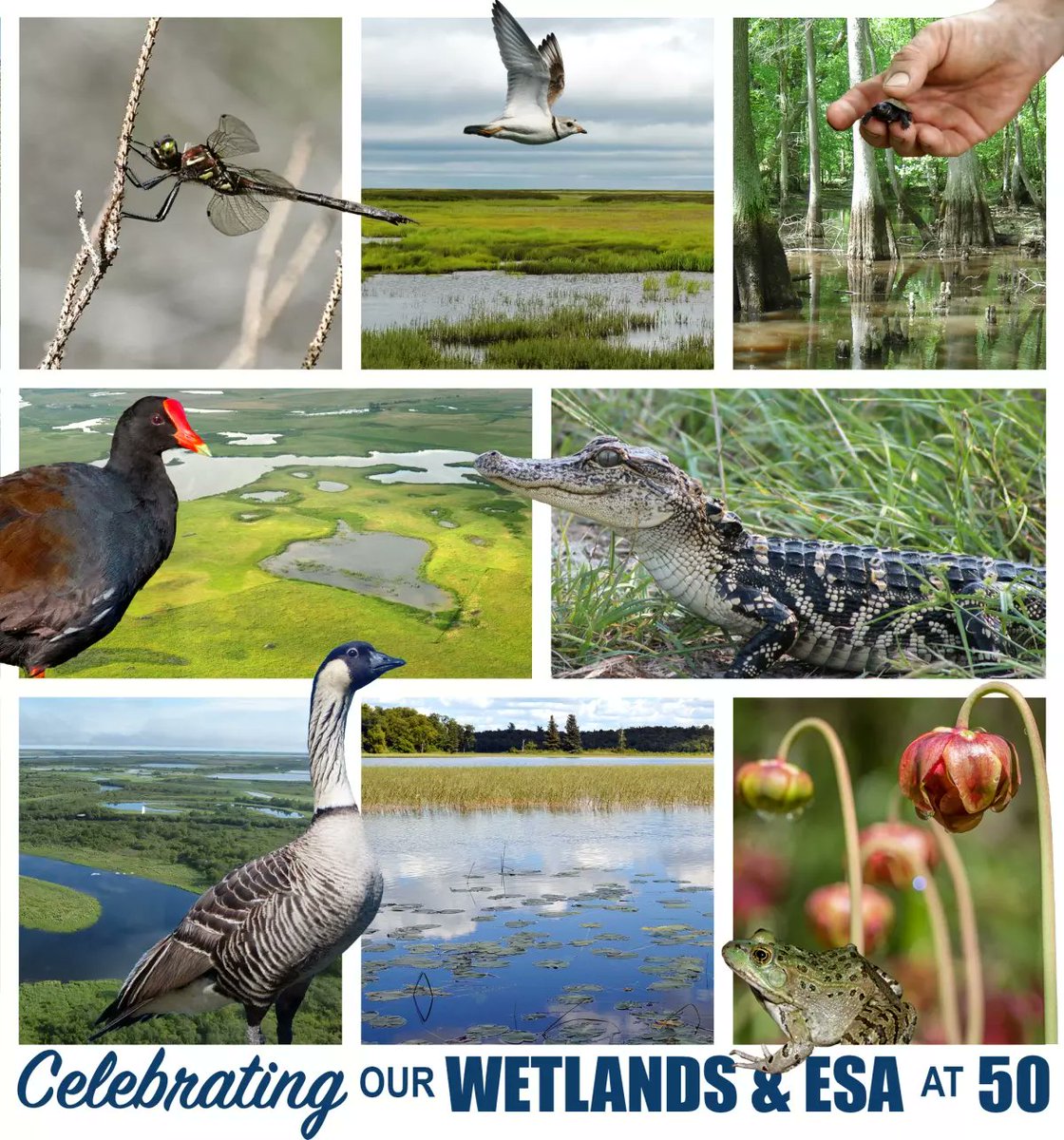 May is #WetlandsMonth, a time to celebrate one of nature’s most productive ecosystems! Wetlands are home to more than 50% of all endangered species, making it extremely important to preserve &amp; protect these habitats for successful species recovery🦆#AmericanWetlandsMonth 📷