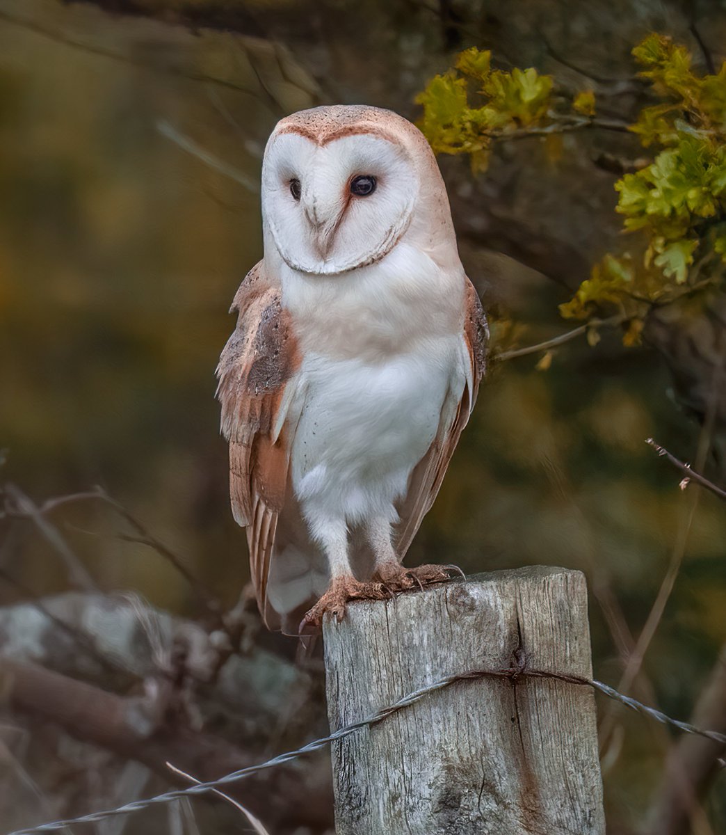 Fantastic to watch these awesome birds hunting in the early hours - #TwitterNatureCommunity @BBCSpringwatch @NEE_Naturalist @WildlifeTrusts @WildJustice_org