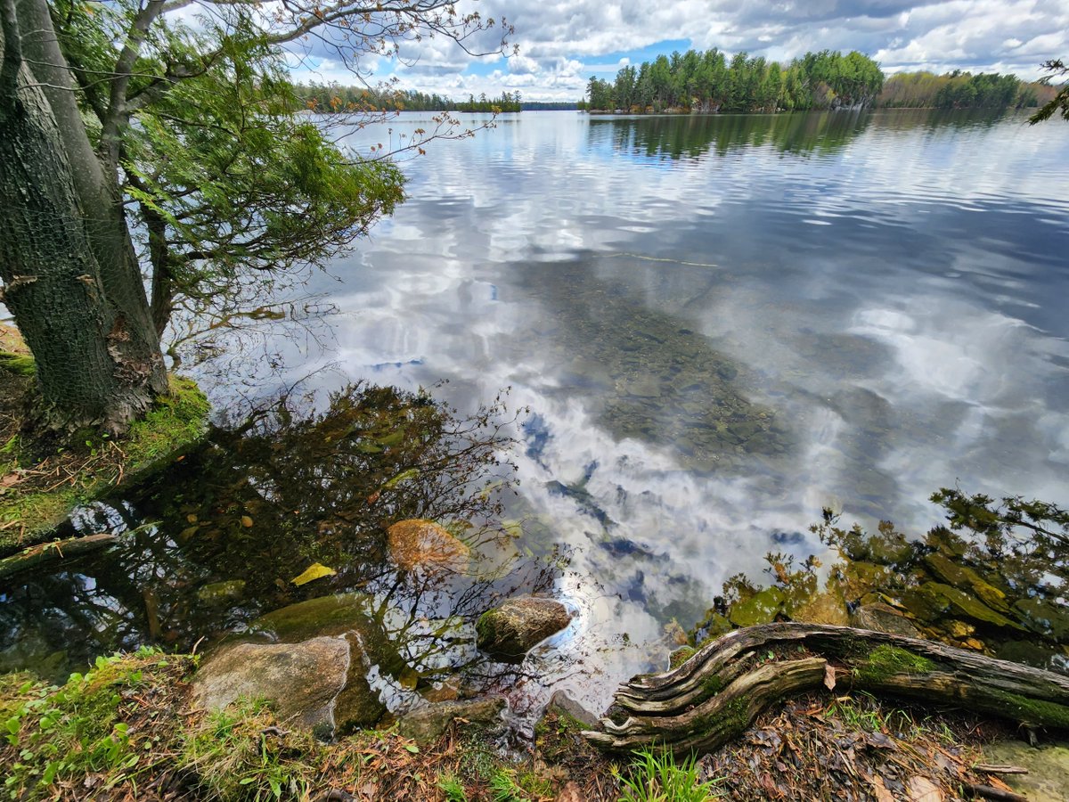 The recent torrential rain has greened up the shorelines. The earth turns. As I write this the radio is playing songs of Gordon Lightfoot, a  🇨🇦 musician who died yesterday and who's left us a rich legacy of music. I sing along🎶.
