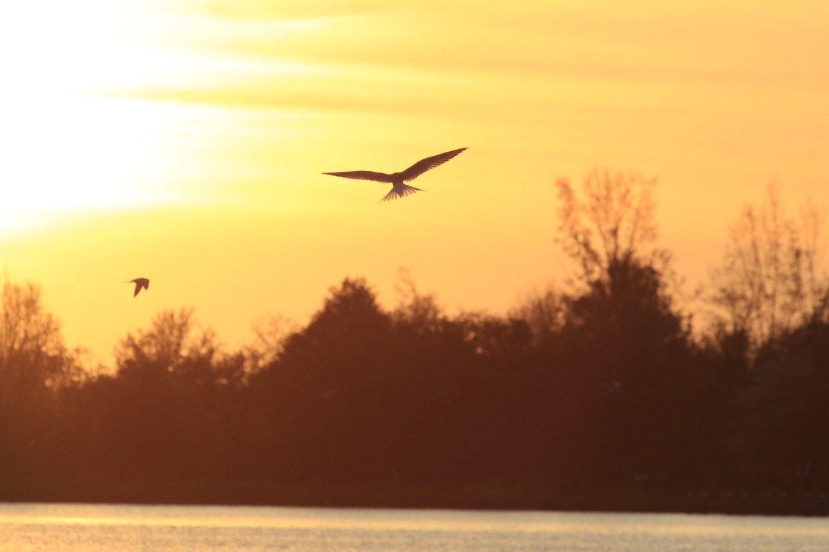 san970's tweet photo. @WNLVandaag @BuienRadarNL @weeronline @hetweerlokaal zonsondergang 2 mei https://t.co/mUmf8tYmRH