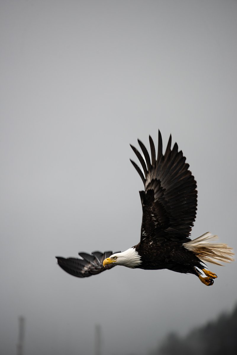 May 1. Preparing to leave Sitka, Alaska. This #baldeagle was sitting atop a post, as the ship was preparing to  leave. I quickly ran to get my camera. Luckily, I caught it just as it  was taking off.
#shotonnikon #D800 with #sigma100400mm. Edited with #adobelightroom.