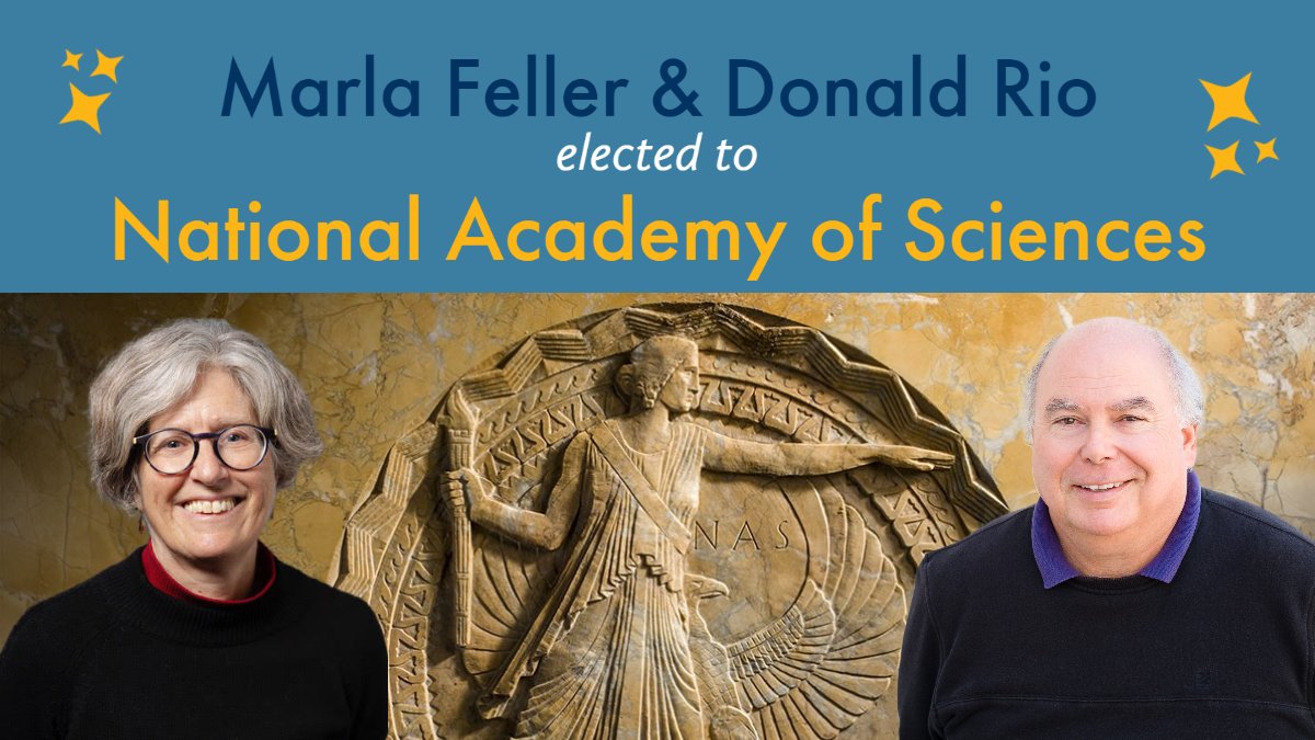 UC Berkeley MCB (@berkeleymcb) on Twitter photo Congrats to MCB's Marla Feller <a href="/FellerMarla/">Dr. Marla Feller</a> and Donald Rio for being elected to the National Academy of Sciences <a href="/theNASciences/">National Academy of Sciences</a>!! 👏🥂 bit.ly/3VFxDsB Congrats to MCB's Marla Feller <a href="/FellerMarla/">Dr. Marla Feller</a> and Donald Rio for being elected to the National Academy of Sciences <a href="/theNASciences/">National Academy of Sciences</a>!! 👏🥂 bit.ly/3VFxDsB