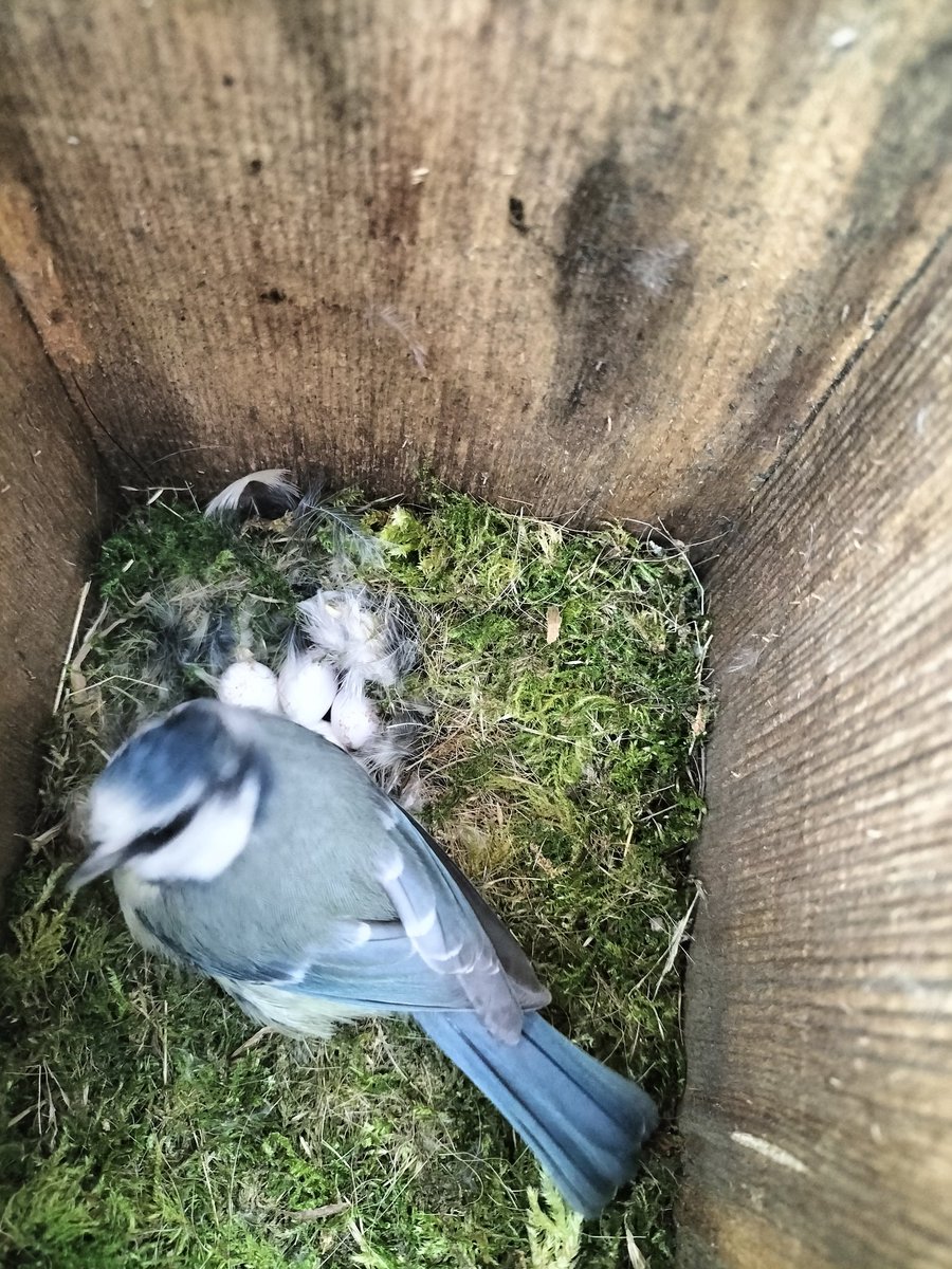 Nesting box in my garden with blue tit and her eggs. Such an incredible sight ~ everyday miracles 🪺
