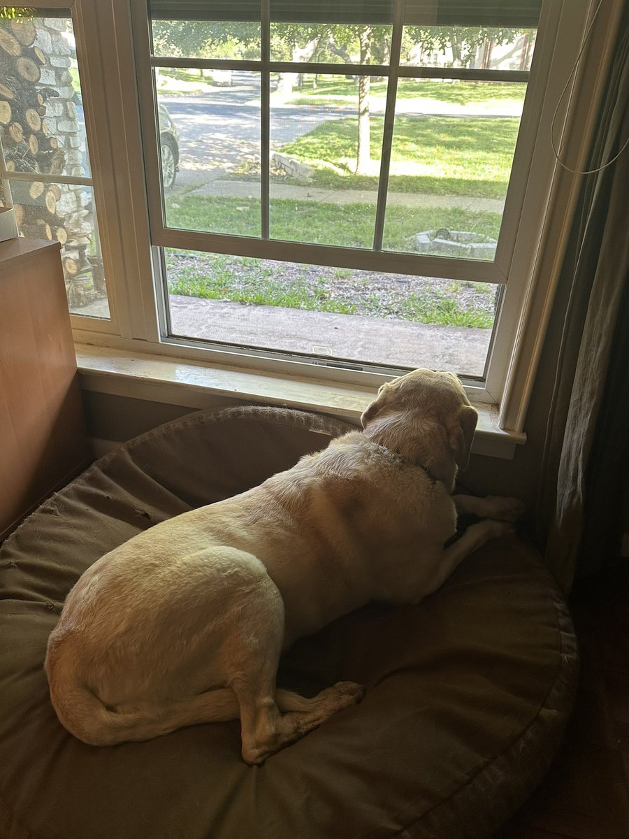 Dr. Eva Steinle-Darling tweet media