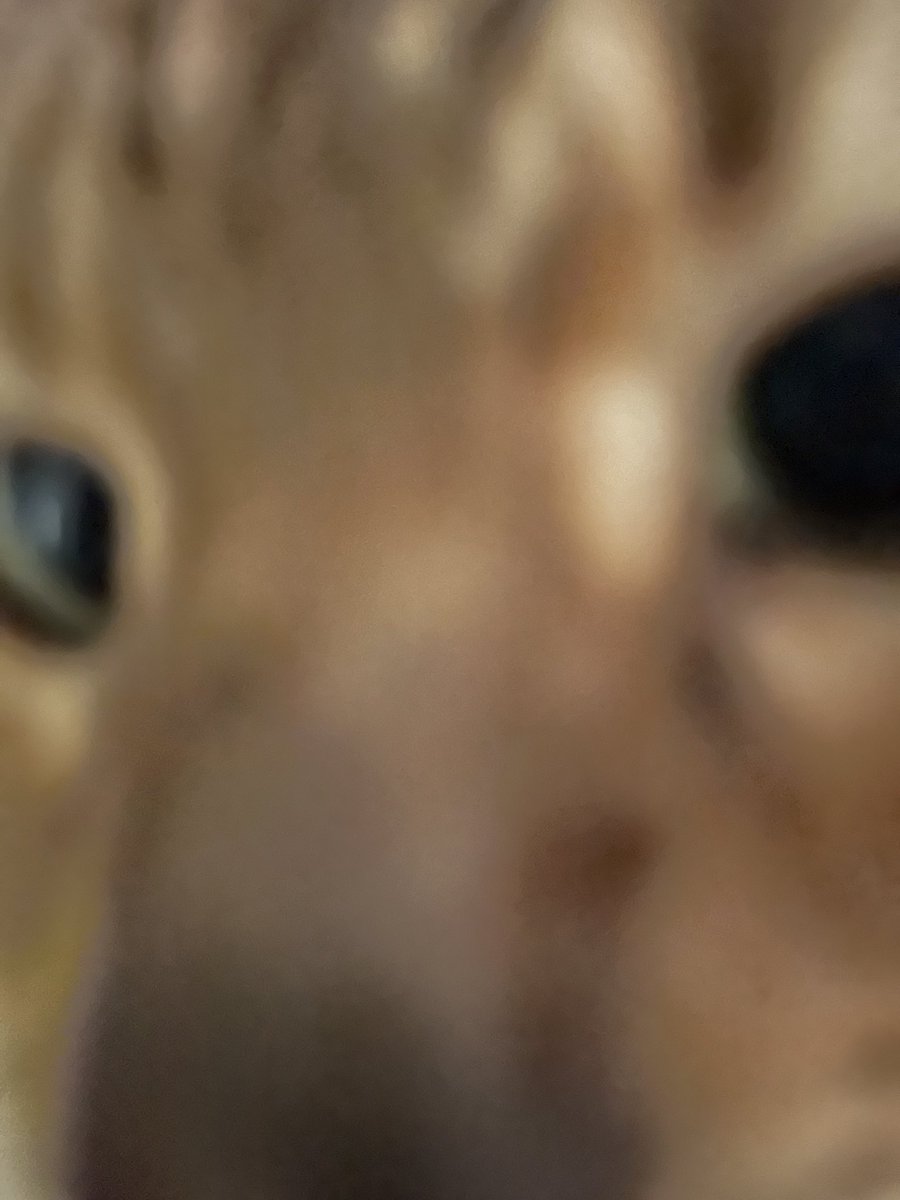 GordoCat's tweet photo. Am I too close? π
#Cat #CatsOfTwitter #extremecloseups #CatsAreFamily https://t.co/4jse3zJEFb