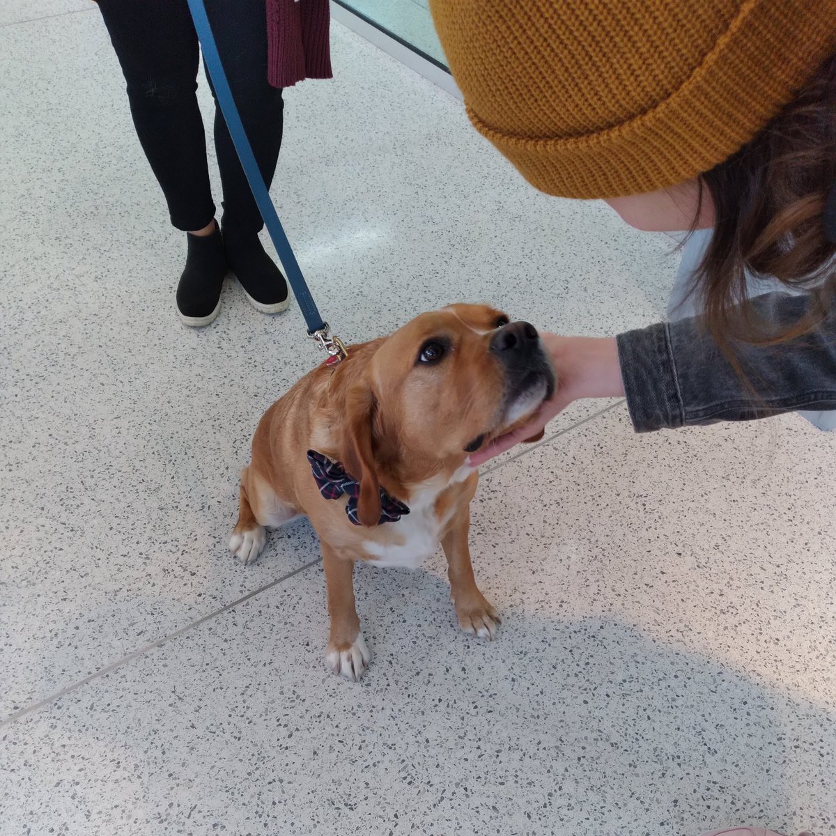 Lehigh ChBE (@lehighchbe) on Twitter photo Who let the #dogs out?! Originally Baha Men, #relaxingmusic but today LV Therapy Dogs! Join <a href="/LehighChBE/">Lehigh ChBE</a> <a href="/LehighU/">Lehigh University</a> for #canine comfort!
STEPS - Atrium Lobby - 10:00-12:00PM! #Wellbeing Who let the #dogs out?! Originally Baha Men, #relaxingmusic but today LV Therapy Dogs! Join <a href="/LehighChBE/">Lehigh ChBE</a> <a href="/LehighU/">Lehigh University</a> for #canine comfort!
STEPS - Atrium Lobby - 10:00-12:00PM! #Wellbeing
