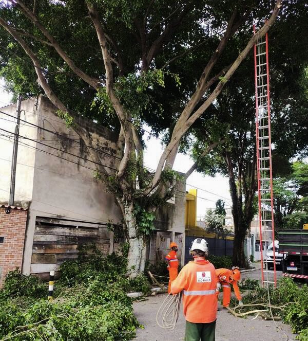 subitaim's tweet photo. NO MOVIMENTO! 👷🏻
poda de árvore e serviço de logradouro foram algumas das tarefas executadas.
Confira os locais abaixo. 👇
📍 Rua Luiza Rosa Paz Landim – Vila Curuçá 
📍 Rua Patajuba – Jardim Campos
📍 Rua Malva Isco – Vila Nova Curuçá
#itaimpaulista #zeladoria #zonaleste https://t.co/zhDBfEf6IB