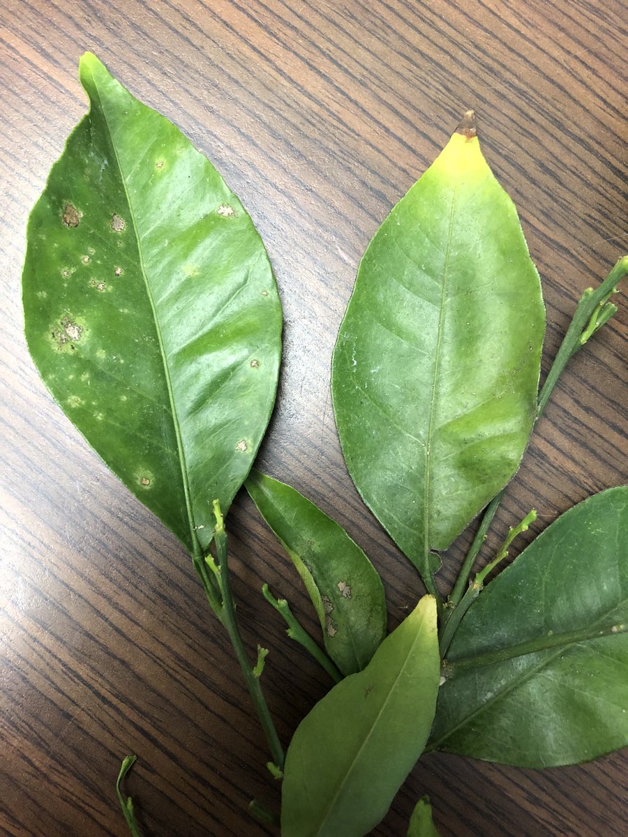 It is Colletotrichum causing these necrotic and chlorotic lesions on Atwood navels. Top first row, isolations from necrotic lesions: 8% Coll &amp; 92% Alternaria; 2nd row from chlorotic lesions: 64% Coll &amp; 29% Alternaria; 3rd row from symptomless leaves: 33% Coll &amp; 3% Alternaria