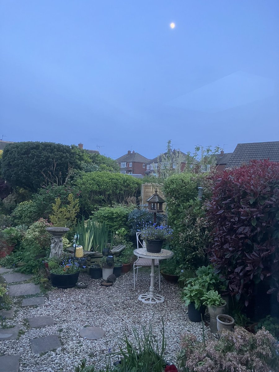 NickJTh's tweet image. Spot the hedgehog #garforth #HedgehogWeek