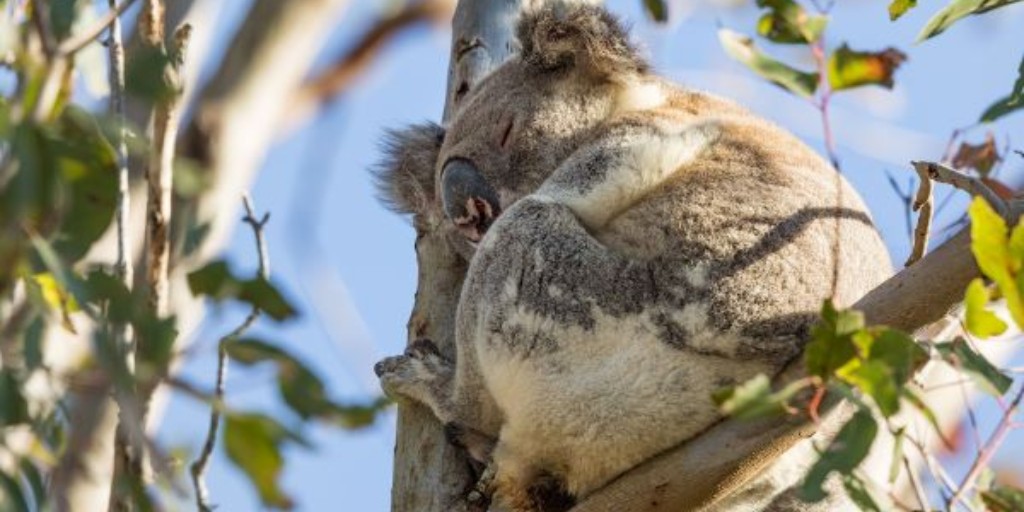 Today is Wild Koala Day! 🐨
Greenfleet planted over 360 hectares of koala habitat in 2022. The forests are legally protected to ensure that the trees we plant will provide habitat for these animals for decades to come.

#Koalas #KoalaHabitat #TreePlanting #ClimateAction