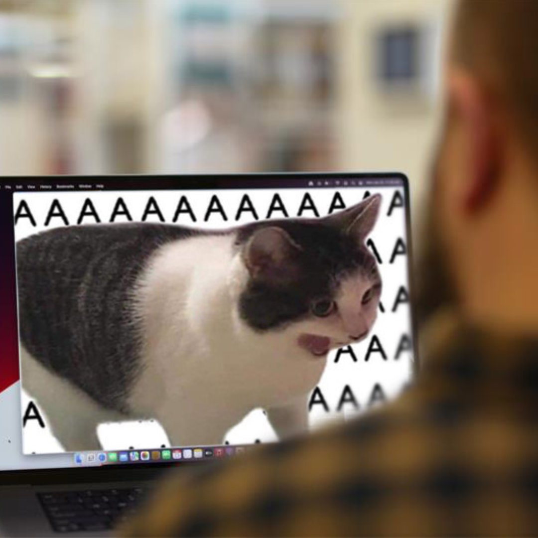 The cat's out of the bag -- our new website has launched! 🥳

We're upgrading your library experience and invite you to take a peek, explore, and enjoy. ❤️

pioneerlibrarysystem.org

Questions or comments? Let us know!

#PioneerLibrarySystem #libraries <a href="/madmadmad/">Madhouse</a>