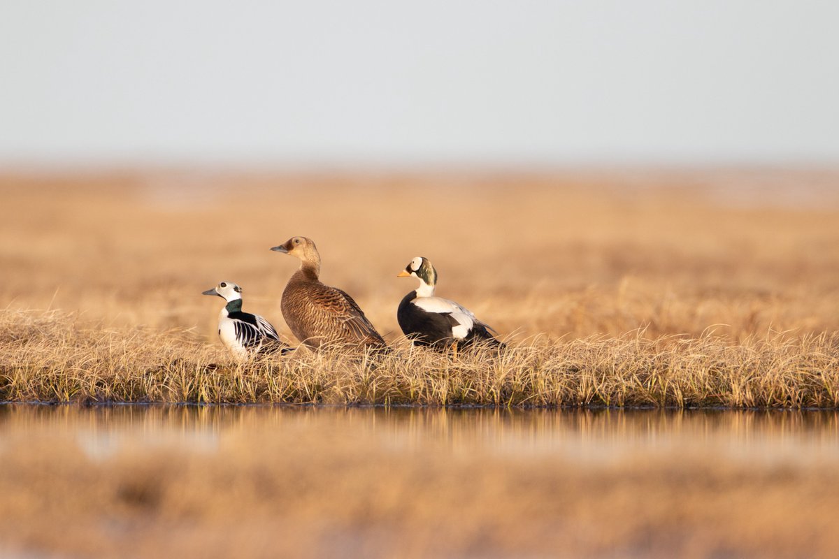 USFWSBirds tweet picture