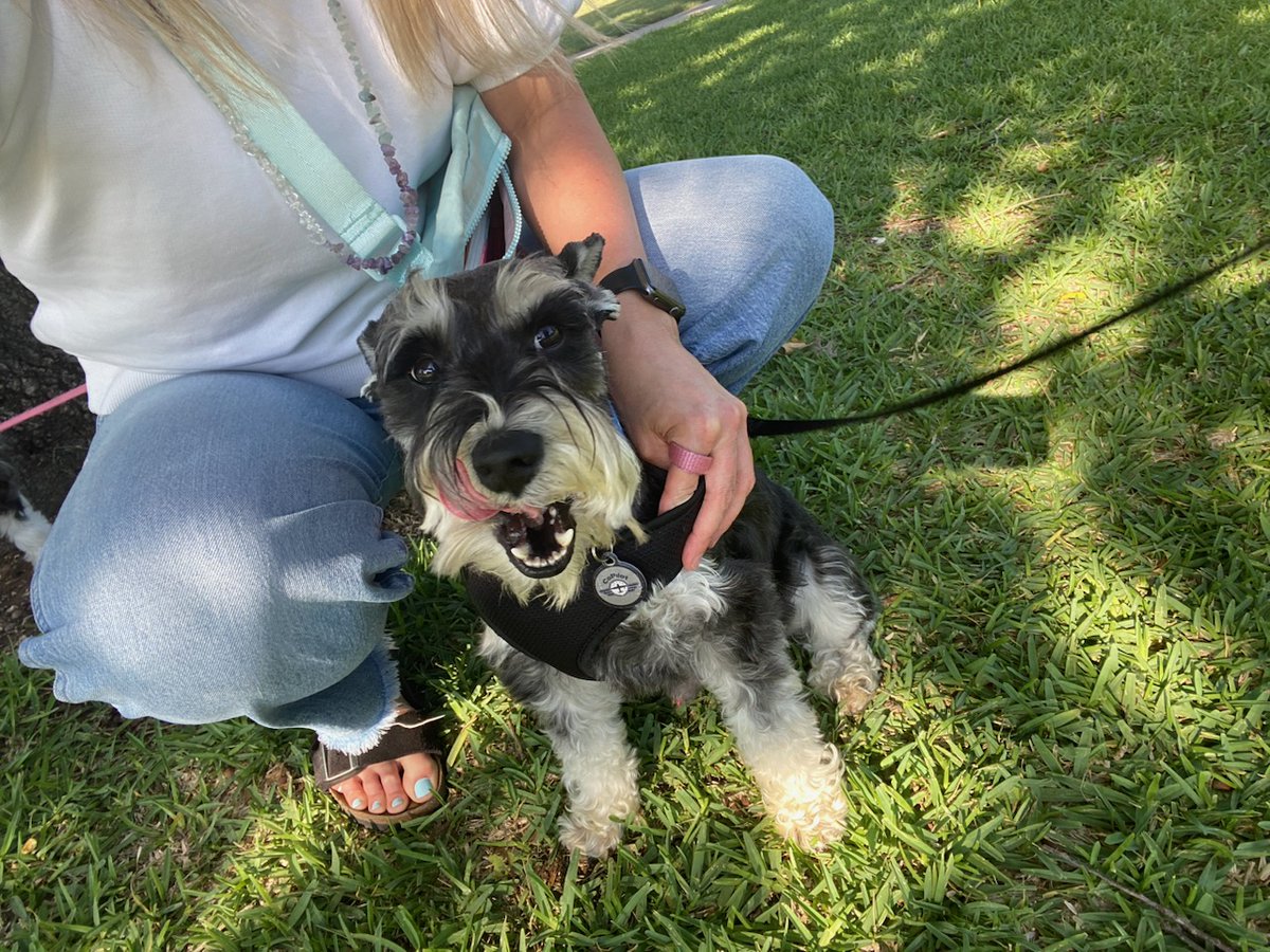 Happy #tongueouttuesday!!! My handsome boy with one of his Aunties! He is so smiley and happy!! I love this handsome man!!!🥰🥰🥰🥰 #minischnauzer #SchnauzerGang