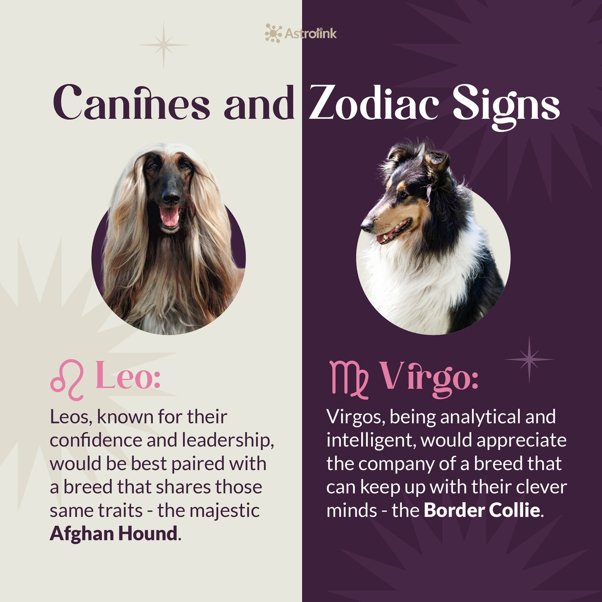 AstrolinkApp's tweet photo. Are you a fan of astrology and looking for the furry companion that aligns with your zodiac sign?

Look no further! We've compiled a list of dog breeds that might just be a perfect match for you based on your zodiac traits. https://t.co/ZQPWBlMEF7