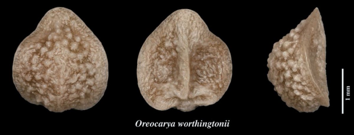 Stay tuned for the new publication by UNM Herbarium Research Associate, Bob Sivinski, detailing the recently described Oreocarya worthingtonii in the upcoming issue of BRIT 17(1) this summer. <a href="/JofBRIT/">jbrit@brit.org</a> <a href="/UNM_MSB/">Museum of Southwestern Biology</a>  #unmherbarium #JofBRIT #oreocarya