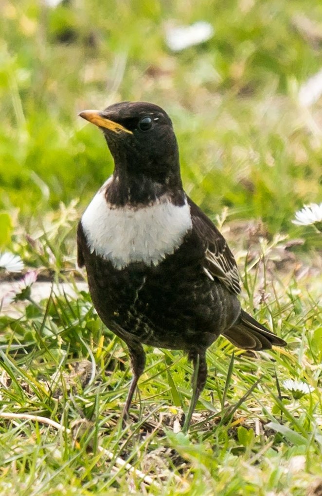 WarranPhoto's tweet photo. #ring #ouzel #Portland . Thanks for the tip mate! A lucky one arrived at expected place and there it was!! Nice when this happens. More happy days! https://t.co/Car7H54sV6