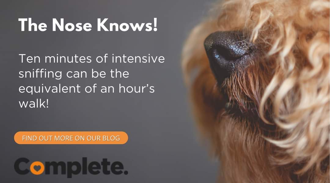 CompletePetfood's tweet photo. Scenting is considered mental stimulation and enriches a dogโs life. Want to know more? Click on the link below to read our latest article. ๐โ๐งก๐โ
https://t.co/vp6aiCD9Ct
#dogs #dogblogs #dogarticles #doglovers #completepetfood https://t.co/OU1DgfBv7w
