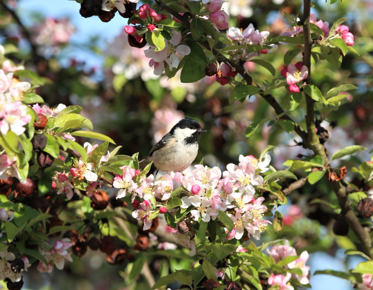 One of the pair of Coal Tits nesting near the garden amongst the Crab Apple blossom. @BTO_GBW #WildlifeFrontGarden #BirdsOfTwitter #birdphotography #birdwatching