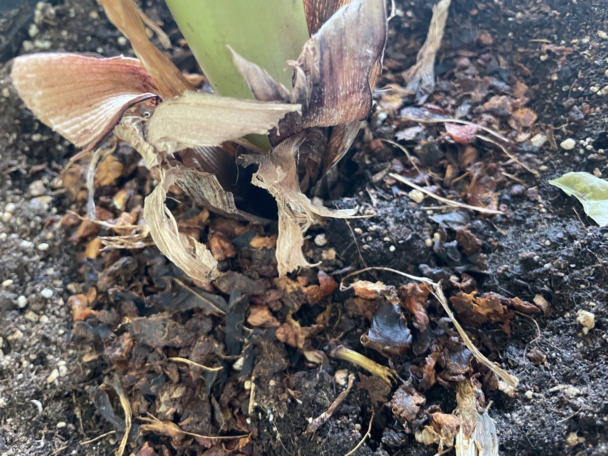 Just wanted to put a shout out to <a href="/GetLomi/">Lomi</a> and <a href="/SucSeedCanada/">SucSeed</a> for Oscar. We love him very much and use him once a day. The kids love putting their compost in the Lomi. We use the soil for our plants that are growing in the classroom. You truly are the best!