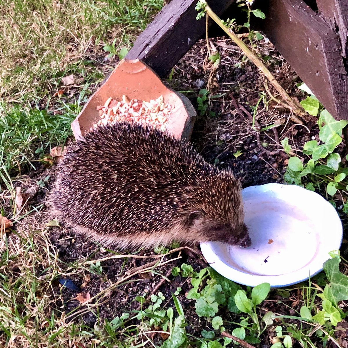 Gorgeous wildlife garden created by Alan Titchmarsh  & team . Well done #loveyourgarden 👏 for a lady who rescues #hedgehogs 🦔