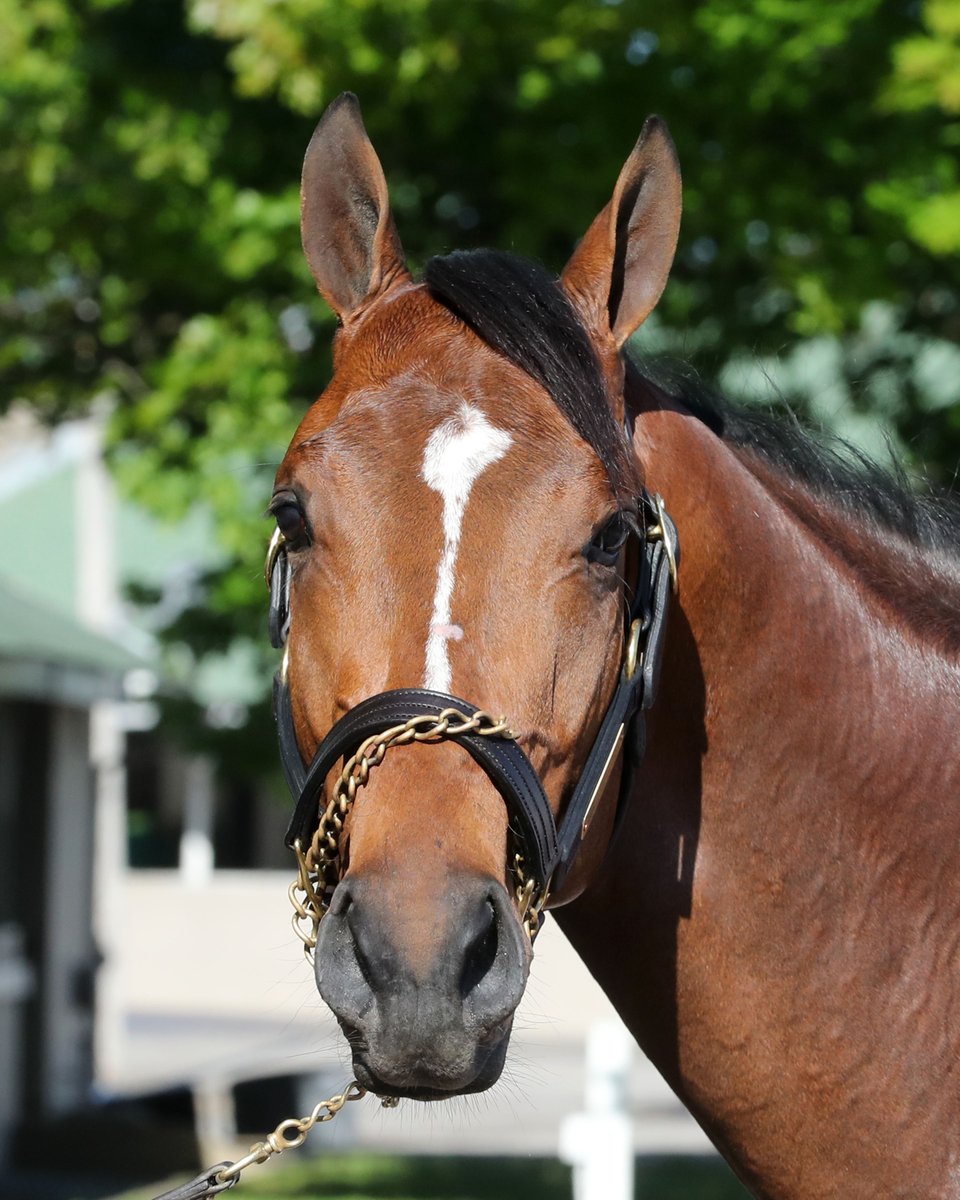 Kentucky Derby tweet media