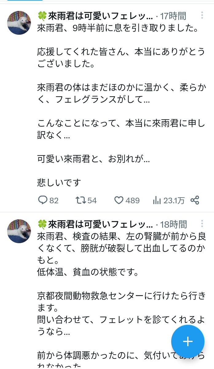 hacandayo's tweet photo. 次回予告

フェレット 爆裂

お楽しみに！ https://t.co/XpgEJMSuzU