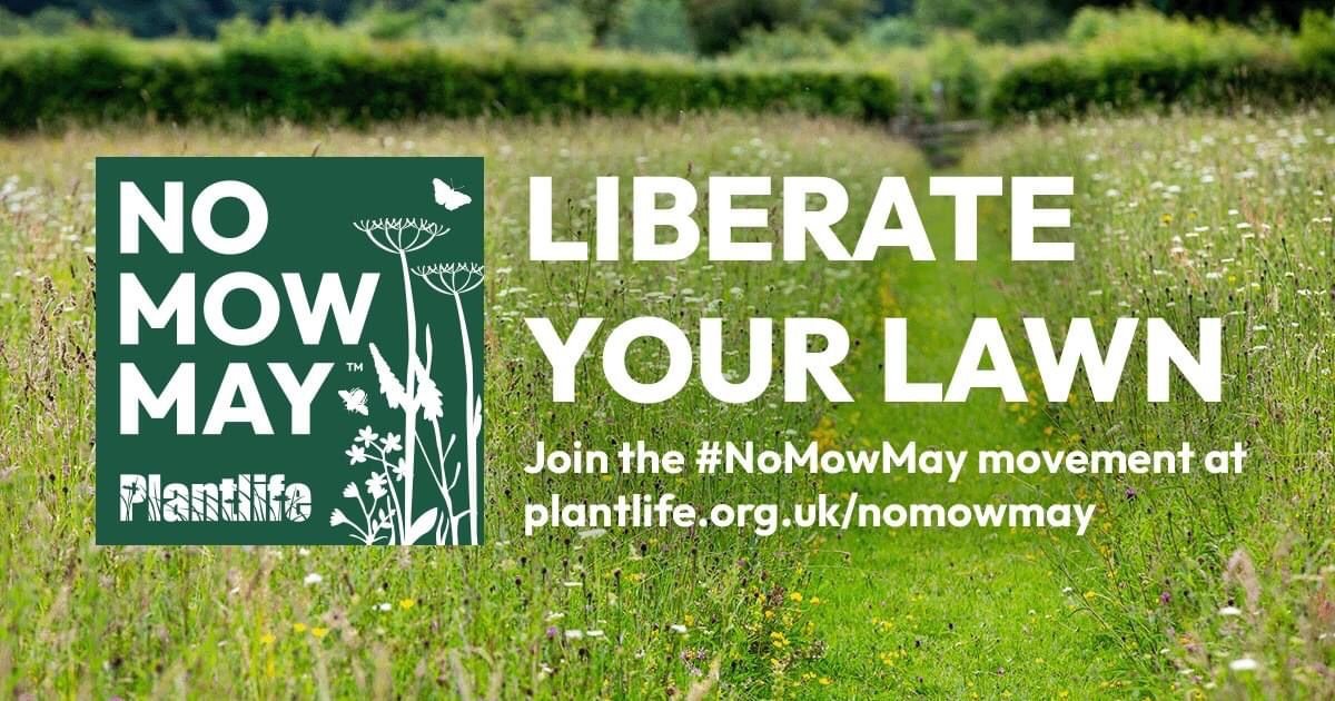 Join #NoMowMay and help support our native bees, pollinators, and other wildlife! Skip mowing your lawn this May and let the grass and wildflowers bloom. Thanks to our friends at #Plantlife for the initiative.