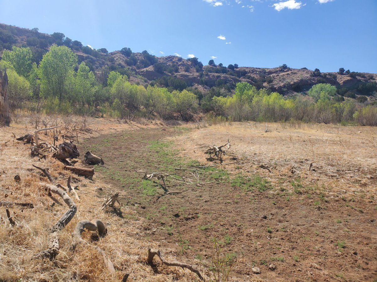 OgallalaLife's tweet photo. Impounded in 70s, >7 acre lake stayed full deep & cold
Well pad upstream tributary built 2006ish, washed tons sediment, disconnect surface from #groundwater (#dockum)
Dried up severe #drought 2010-12 & hasn't held 💧since
natives #willow, #cottonwood
invasive #saltcedar (pink https://t.co/WhmJYBtLVa