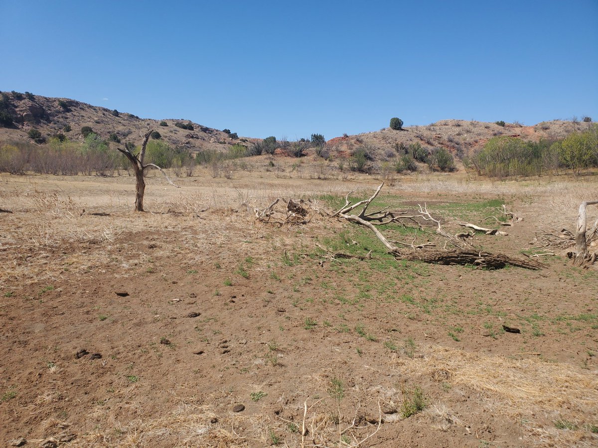 OgallalaLife's tweet photo. Impounded in 70s, >7 acre lake stayed full deep & cold
Well pad upstream tributary built 2006ish, washed tons sediment, disconnect surface from #groundwater (#dockum)
Dried up severe #drought 2010-12 & hasn't held 💧since
natives #willow, #cottonwood
invasive #saltcedar (pink https://t.co/WhmJYBtLVa