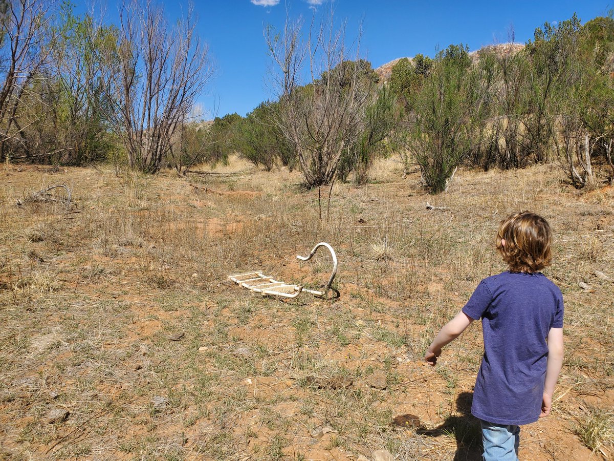 OgallalaLife's tweet photo. Impounded in 70s, >7 acre lake stayed full deep & cold
Well pad upstream tributary built 2006ish, washed tons sediment, disconnect surface from #groundwater (#dockum)
Dried up severe #drought 2010-12 & hasn't held 💧since
natives #willow, #cottonwood
invasive #saltcedar (pink https://t.co/OiIB8oClu8