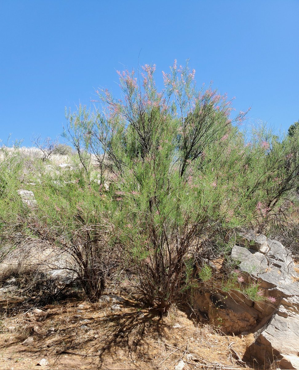 OgallalaLife's tweet photo. Impounded in 70s, >7 acre lake stayed full deep & cold
Well pad upstream tributary built 2006ish, washed tons sediment, disconnect surface from #groundwater (#dockum)
Dried up severe #drought 2010-12 & hasn't held 💧since
natives #willow, #cottonwood
invasive #saltcedar (pink https://t.co/WhmJYBtLVa