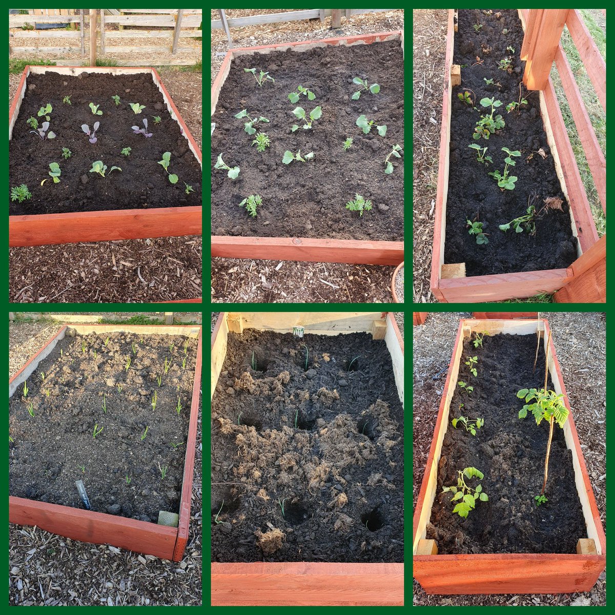 RobPentrefelin's tweet photo. Some of our endeavours from the past two days. Cabbage, broccoli, strawberries, onions, leeks and raspberries. 
#allotment #allotmentlove
#allotmentstwitter #garden #GardeningTwitter #gardeningveg #gyo #growyourown #GrowYourOwnFood https://t.co/Gzs49JiBYx